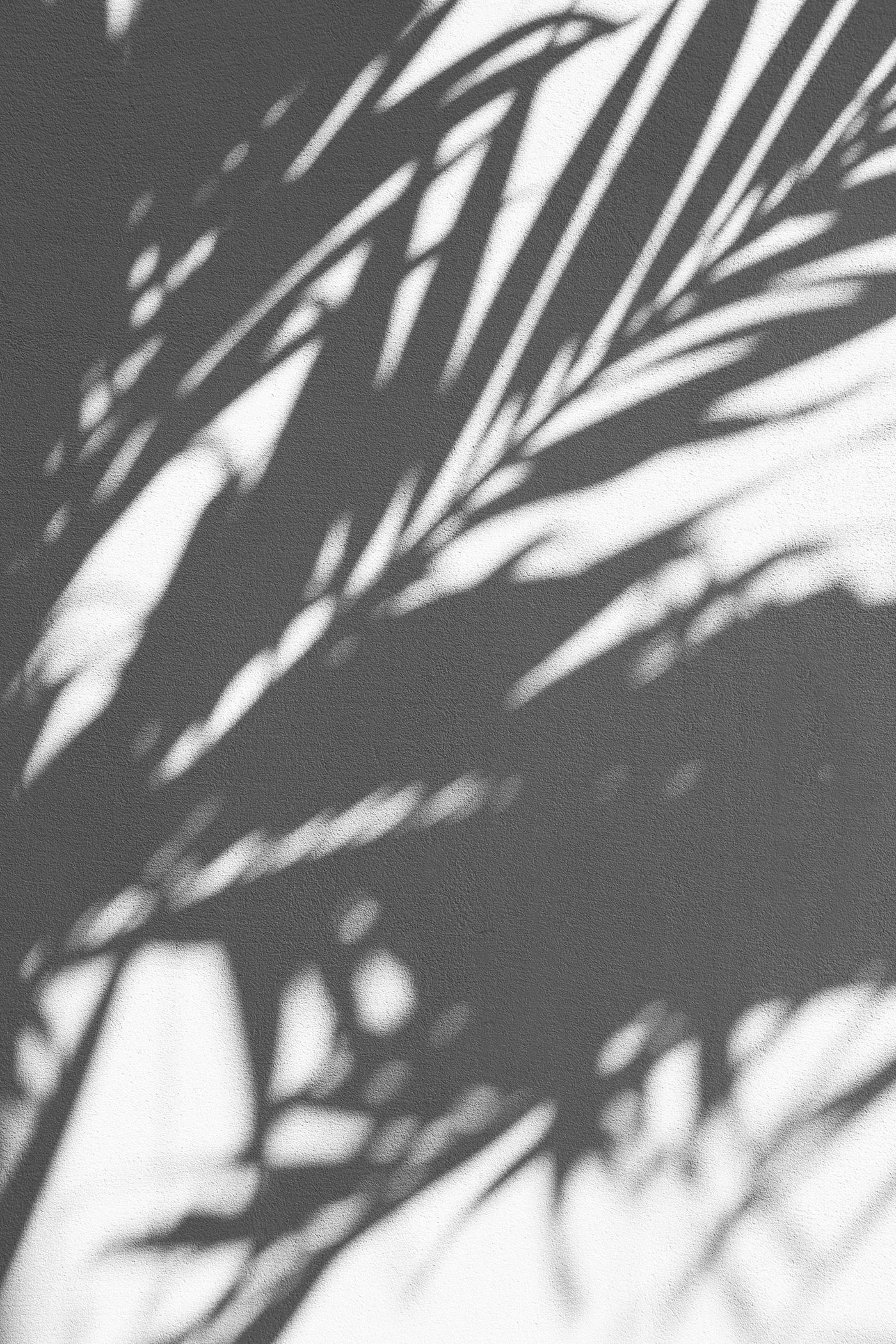 Palm shadows falling across a warm wall